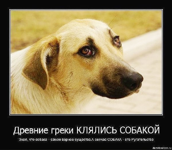 Собака друг человека