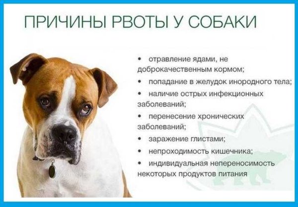 Почему собаку вырвалет