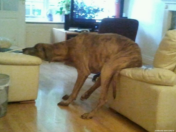 Лень собака