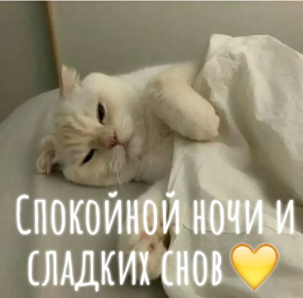 Спокойной ночи котики