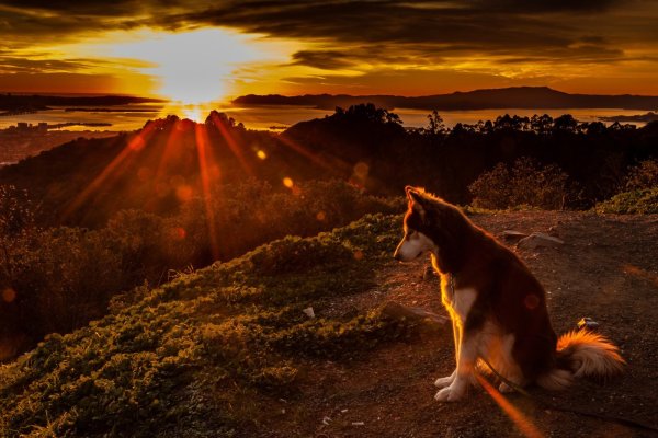 Хаски на закате