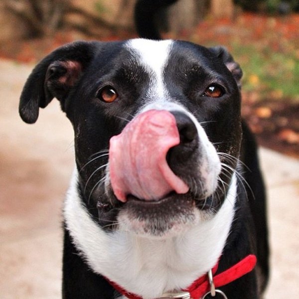 Собака облизывается вкусно