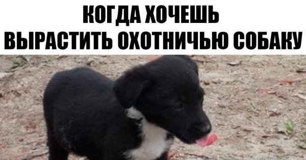 Когда хочешь вырастить охотничью собаку