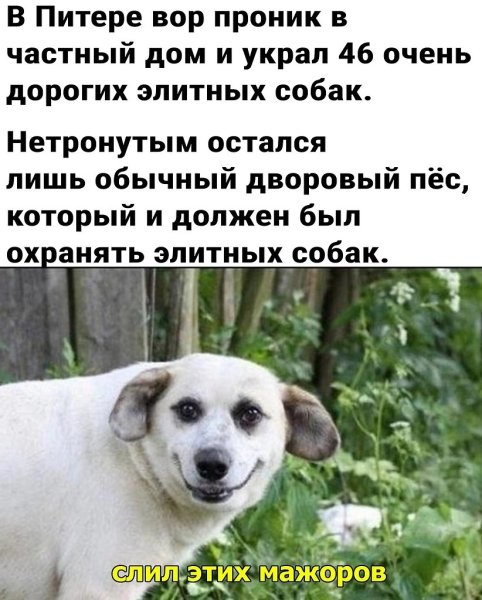 Анекдоты про собак