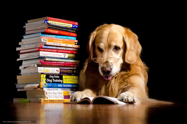 Собака читает книгу