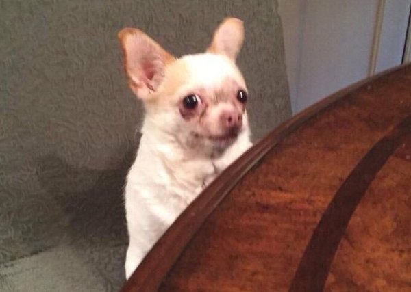 Смешные чихуахуа