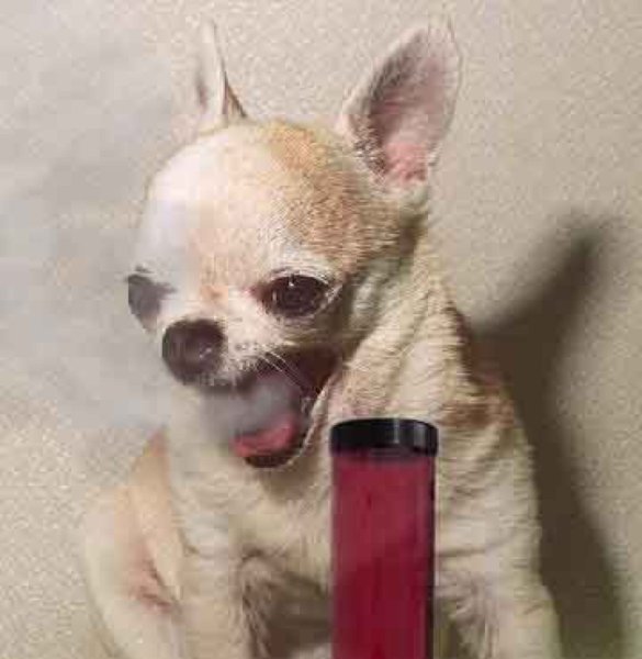 Упоротая чихуахуа