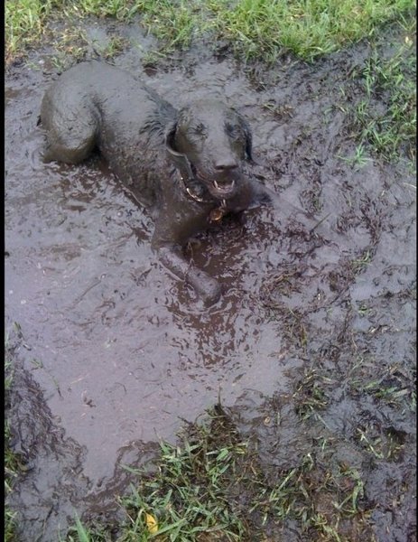 Собака извалялась в грязи