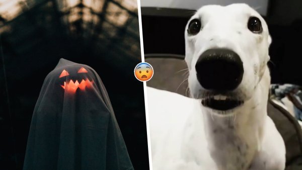 Собака дрожит зубами Мем