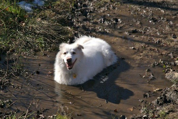 Belaja sobachka v grjazi