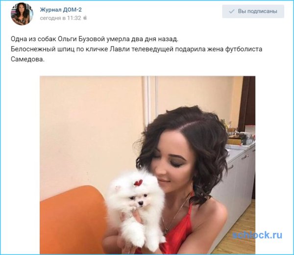 Шпиц Бузовой