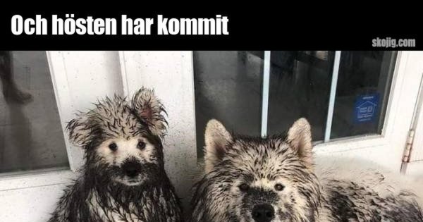 Самоед грязный