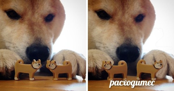 Сиба ину ебитес