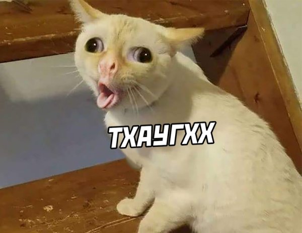 Кот с высунутым языком мемас