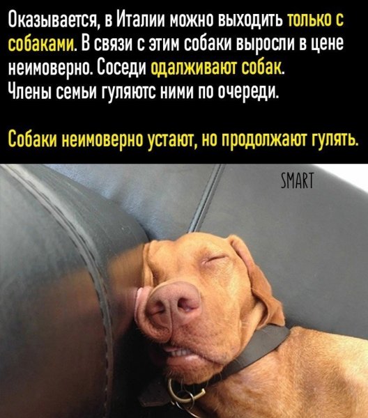 Юмор про собак