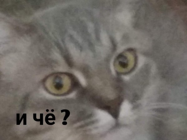 Кот с мемов