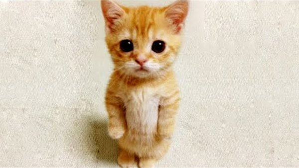 Котик стоит