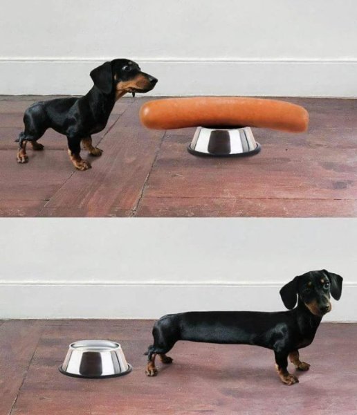 Смешные таксы