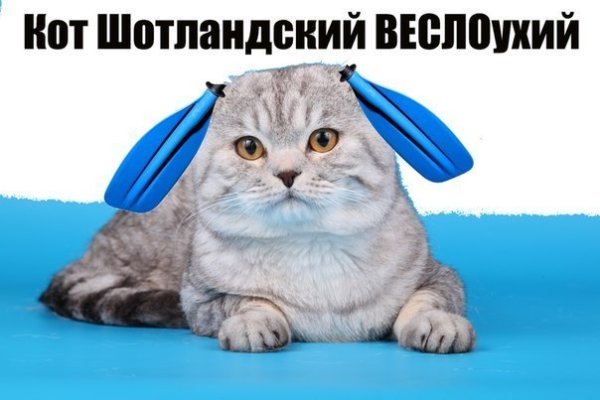 Вислоухая кошка Мем