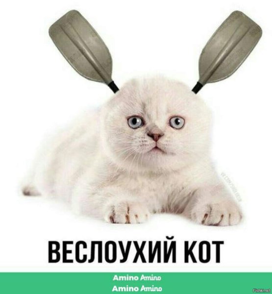 Кот с веслами вместо ушей