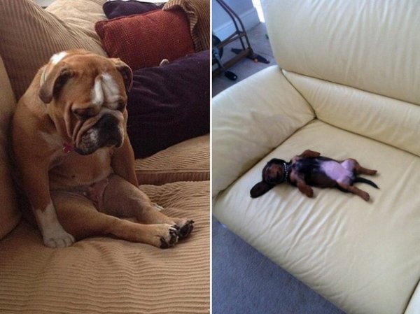 Спящие собаки