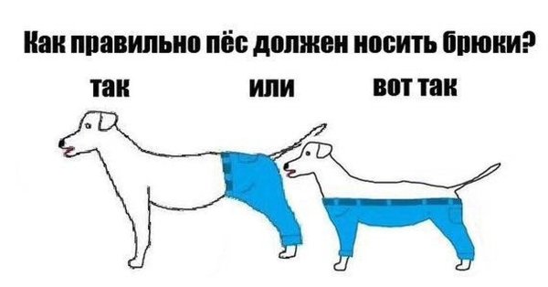 Как правильно носить штаны собаке