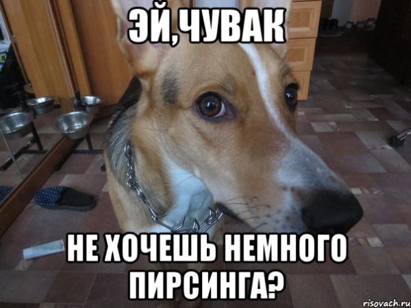 Мемы с собаками