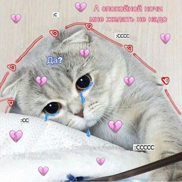 Пикчи спокойной ночи с котами