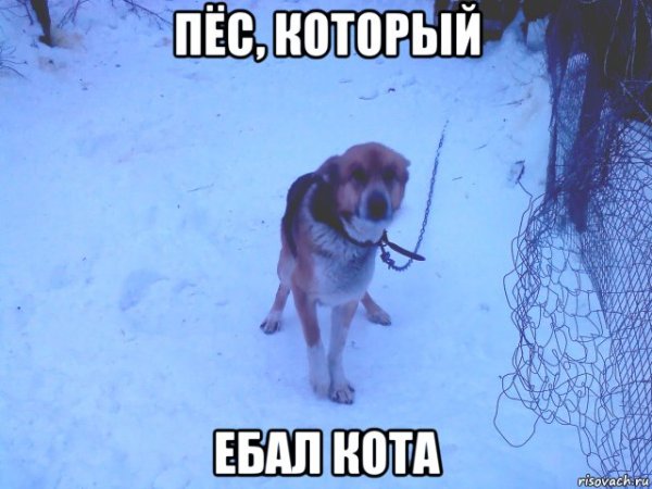 Собака Мем