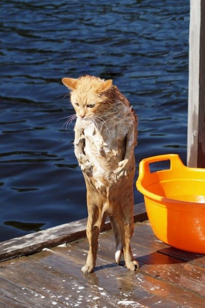 Мокрые животные смешные