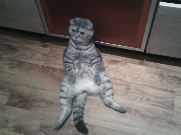 Шотландские вислоухие котята мраморные