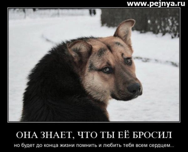 Бездомная собака демотиватор