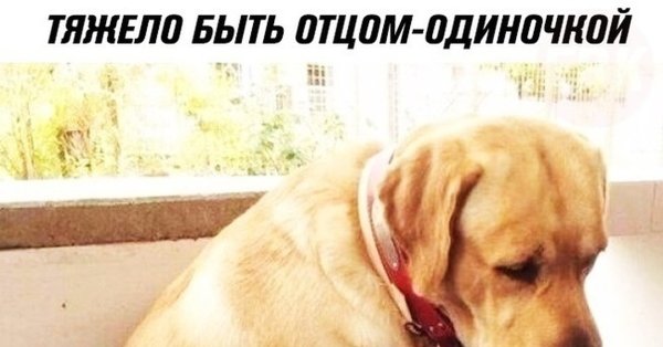 Отец одиночка собака