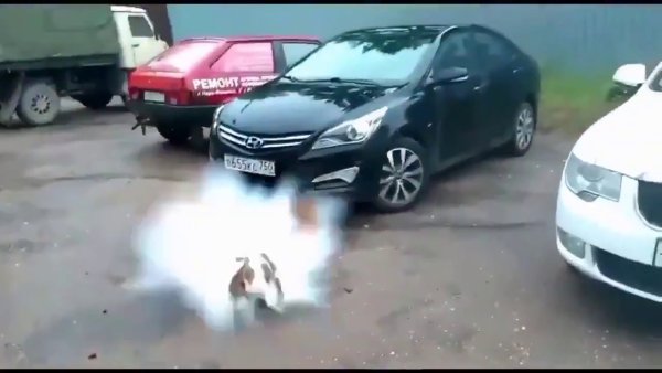 Собака и пивная кега