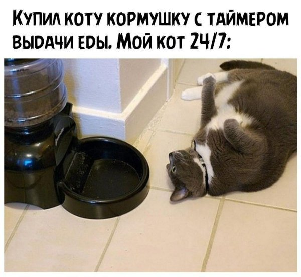 Прикольные мисочки для кота
