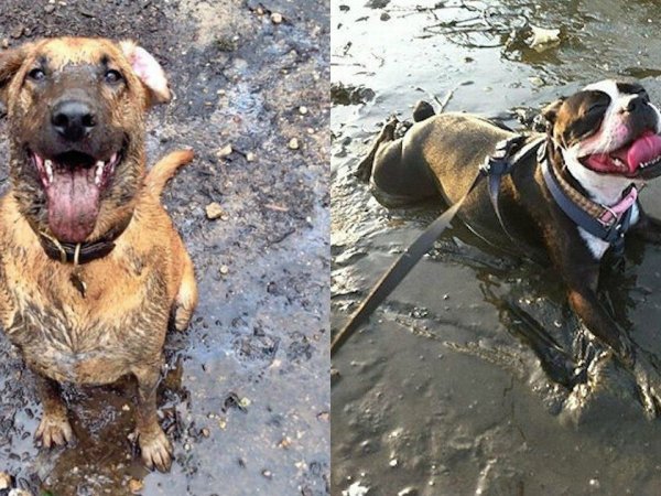 Грязные собаки после прогулки