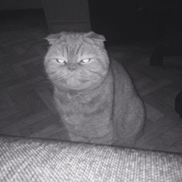 Коты мемы с надписями