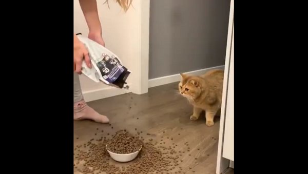 Кот и гора корма