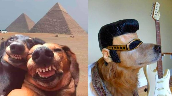 Селфи собаки