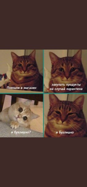 Коты поехали в Икею