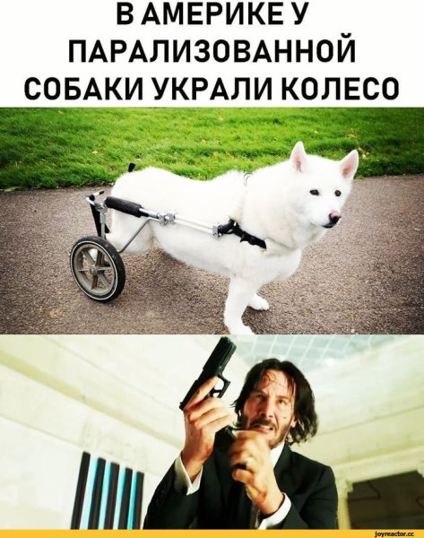 Собака на колесиках прикол