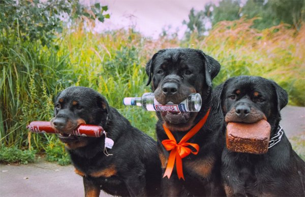 С днем рождения ротвейлер