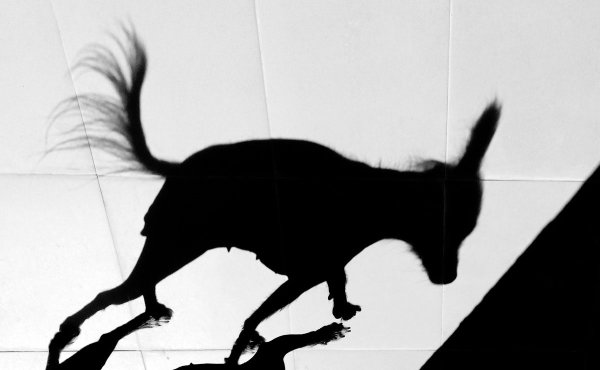 Собака и ее тень текст