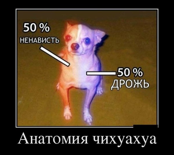 Чихуахуа 50% ненависти