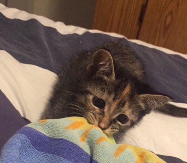 Котенок Кусь