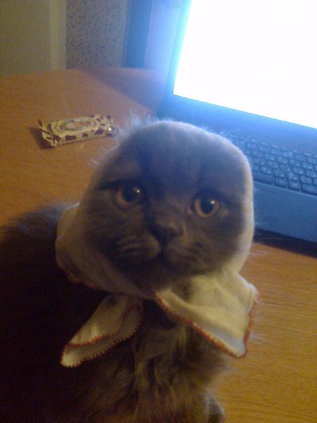 Шотландская вислоухая кошка VTV