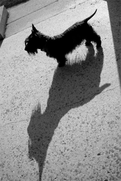 Тень собаки и собаки