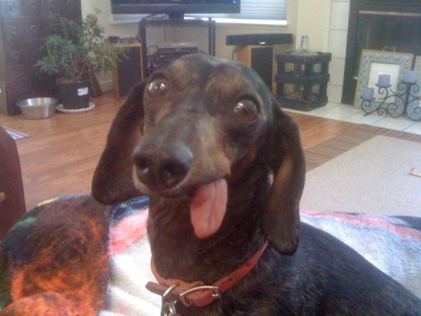 Тупой сапожок такса