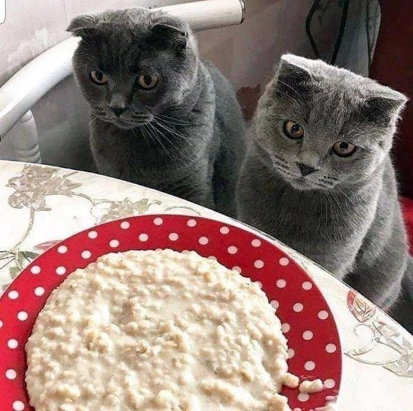 Коты едят творог