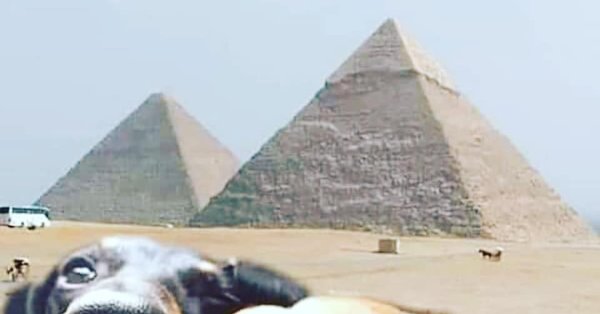 Две собаки в Египте